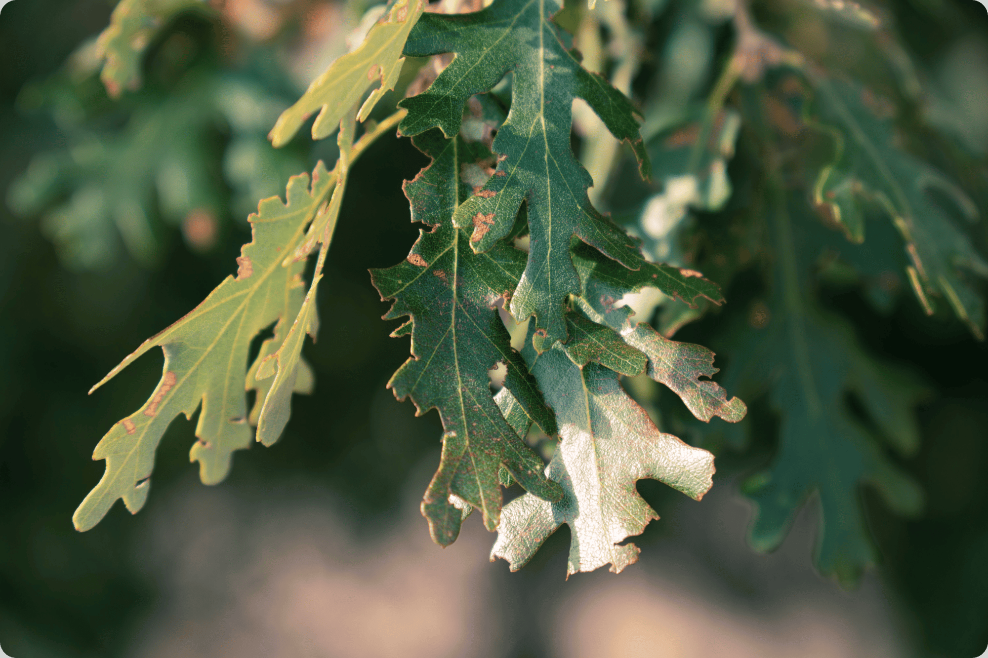 oak tree